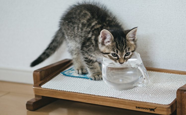 フェラを教える